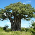 Baobab