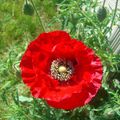 mon parfum coquelicot