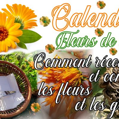 Fleurs de soucis ou calendula : comment récolter les fleurs, graines et les conserver?