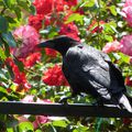 Rendez-vous au jardin ...  petite histoire sans importance ...