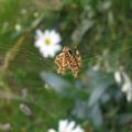 Araignée du matin....