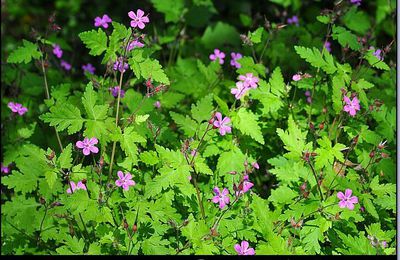 Les plantes de la beauté féminine