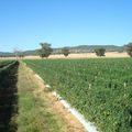 J +55 à 63, Destruction des champs de tomates