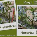 Nos premières tomates !