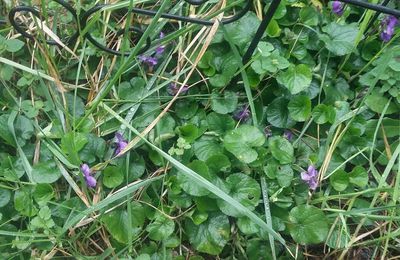 Les violettes