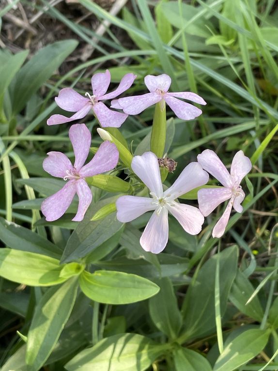 Lundi 06 octobre 2025 ma rando du mercredi 01 oct 2025  : L’“île de Mirefleurs” est une ancienne carrière réaménagée en plan d’eau, proche de la rivière Allier, à Mirefleurs dans le Puy‑de‑Dôme (63 ) Mon diapo au fil de mes pas 