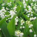 Muguet, fleur muette...