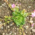 Lewisia cotyledon