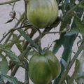 histoire de tomate