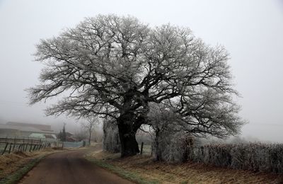 LE CHÊNE "DU BREUIL", SEIGNEUR DE BEAUFREMONT ANOBLI POUR LA NOBLESSE DE SA SILHOUETTE... VISITE DU 26/01/2022.