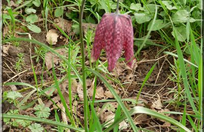 La fritillaire, fleur de prairies