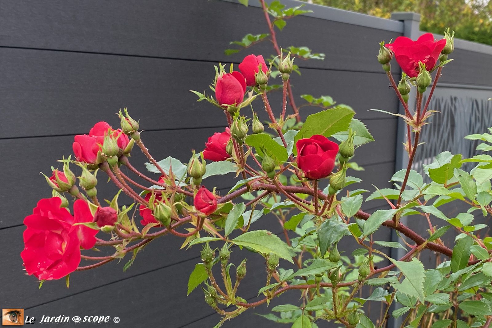 Rosa La Belle Rouge