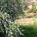 L'olivier Bel olivier, cher compagnon de mon