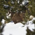 Chamois