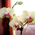 Phalaenopsis hybride 'Laviniae' 