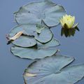  un espion du soleil levant dans le jardin de Monet