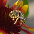 JARDIN DES PLANTES - MONTPELLIER