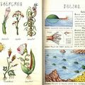 Codex Seraphinianus