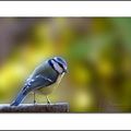 Les habitants du jardin ( 1 ) : la mésange bleue.