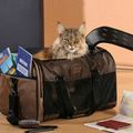 [GRIF'Explique] Au secours ! Je pars en vacances en voiture avec mon chat !