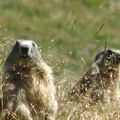 marmottes