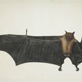 Great Indian Fruit Bat. Painting attributed to Bhawani Das or a follower, ca. 1777–82, India, Calcutta