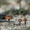 Champignons * Mushrooms