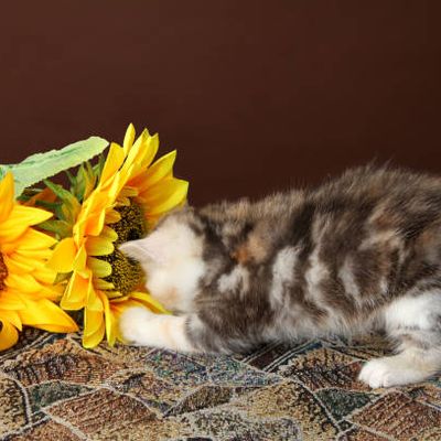Le Chat de Juillet de Cloeti