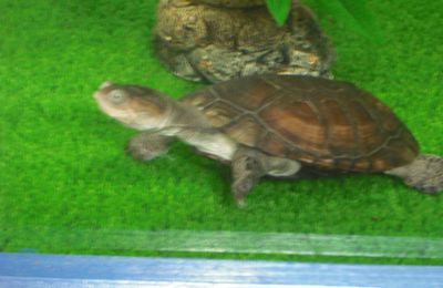 Les tortues aquatiques