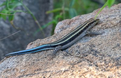 Lézard à queue bleue