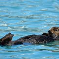 Seward : Loutres de mer et premiers saumons