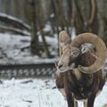 Dans le parc aux daims