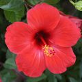 Un hibiscus par bongopinot