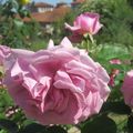 Le Retour des roses au Thabor au 15 mai 2025 (2)