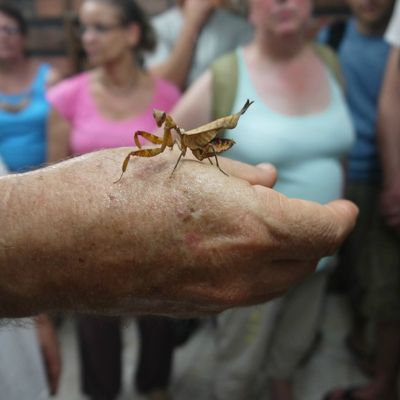 Bestiole en tous genres au Planeur Bleu (Cacao)