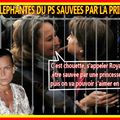 LES ELEPHANTES MALADES NE SERONT PAS EUTHANASIEES GRACE A STEPHANIE DE MONACO