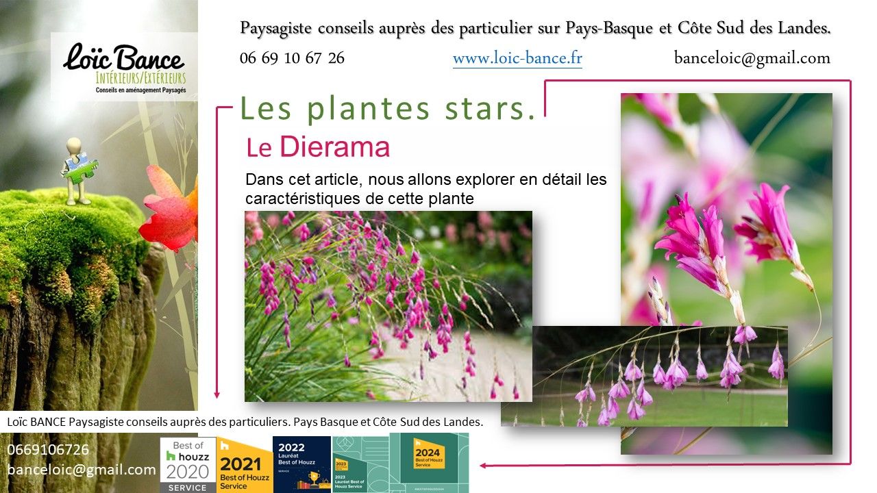 Paysagiste Pays Basque, Paysagiste-Landes, Paysagiste conseils aux particuliers. Diérama plante star.