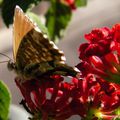 Papillon sur lantana 