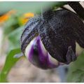 un petit tour du jardin