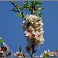 Bouquet du week end