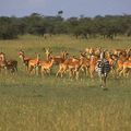 les gazelles