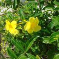 Fleur exotique : Allamanda jaune