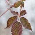 Feuilles de murier sauvage