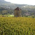 Poulet aux champignons des bois au vin du Jura