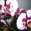 Deux nouvelles orchidées