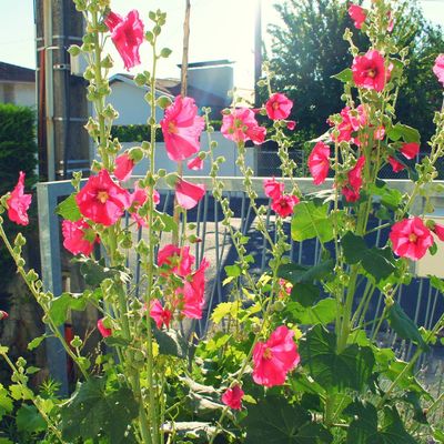 Rien n'arrête la rose trémière