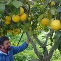 Bergamote, zeste de compagnie des alcools, vins pétillants, limonades ou thés glacés...