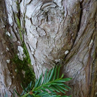 #51 - Le long des troncs d'arbre