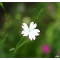 Fleurs de mon jardin 02