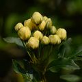 Les fleurs du sasamedi N° 100 du 09-04-22